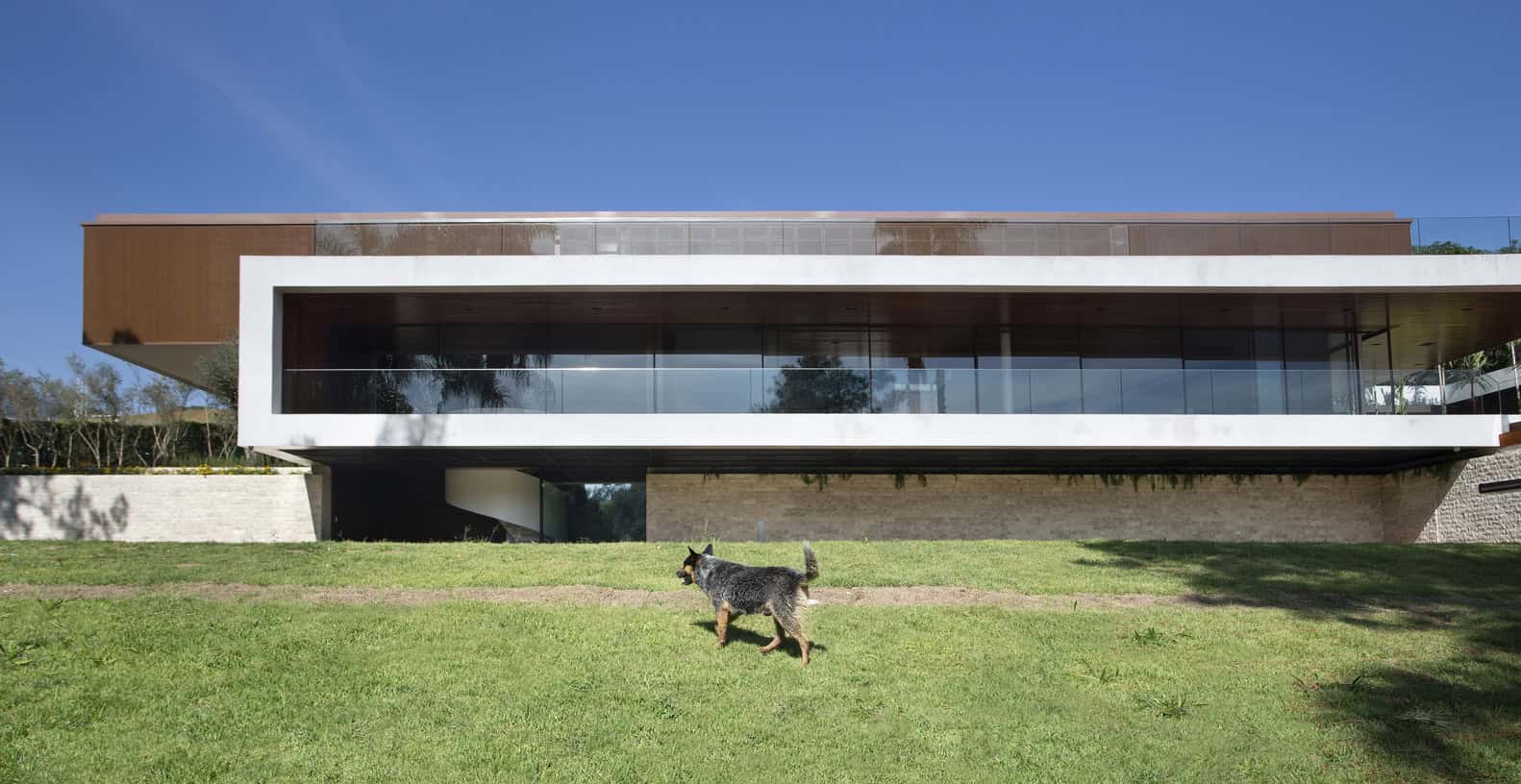 Contemporary modern house with sleek architectural design, large glass windows, and minimalist style, set against a clear blue sky with a lush green lawn and a playful dog in the foreground.