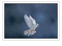 Dove