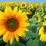 August News