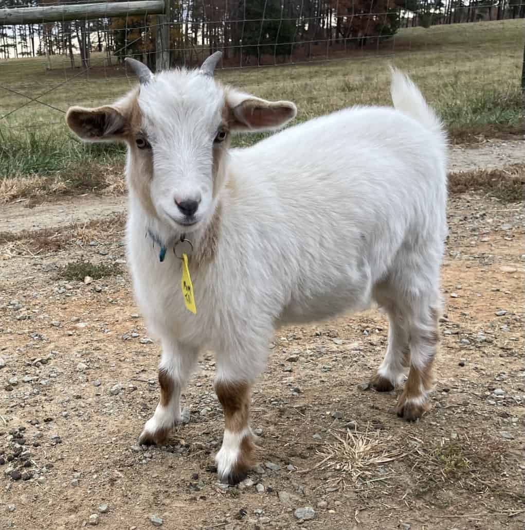 Myotonic Goats for Sale Lookout Mountain Growers