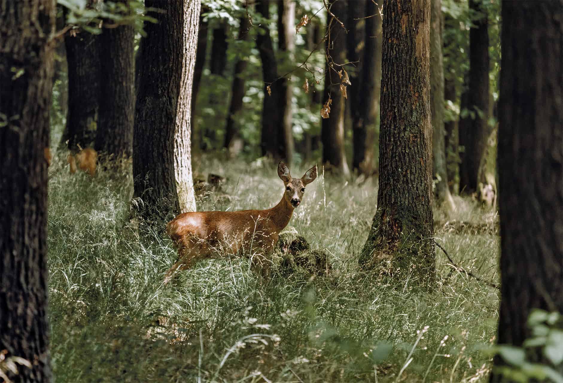 Un capriolo nel bosco