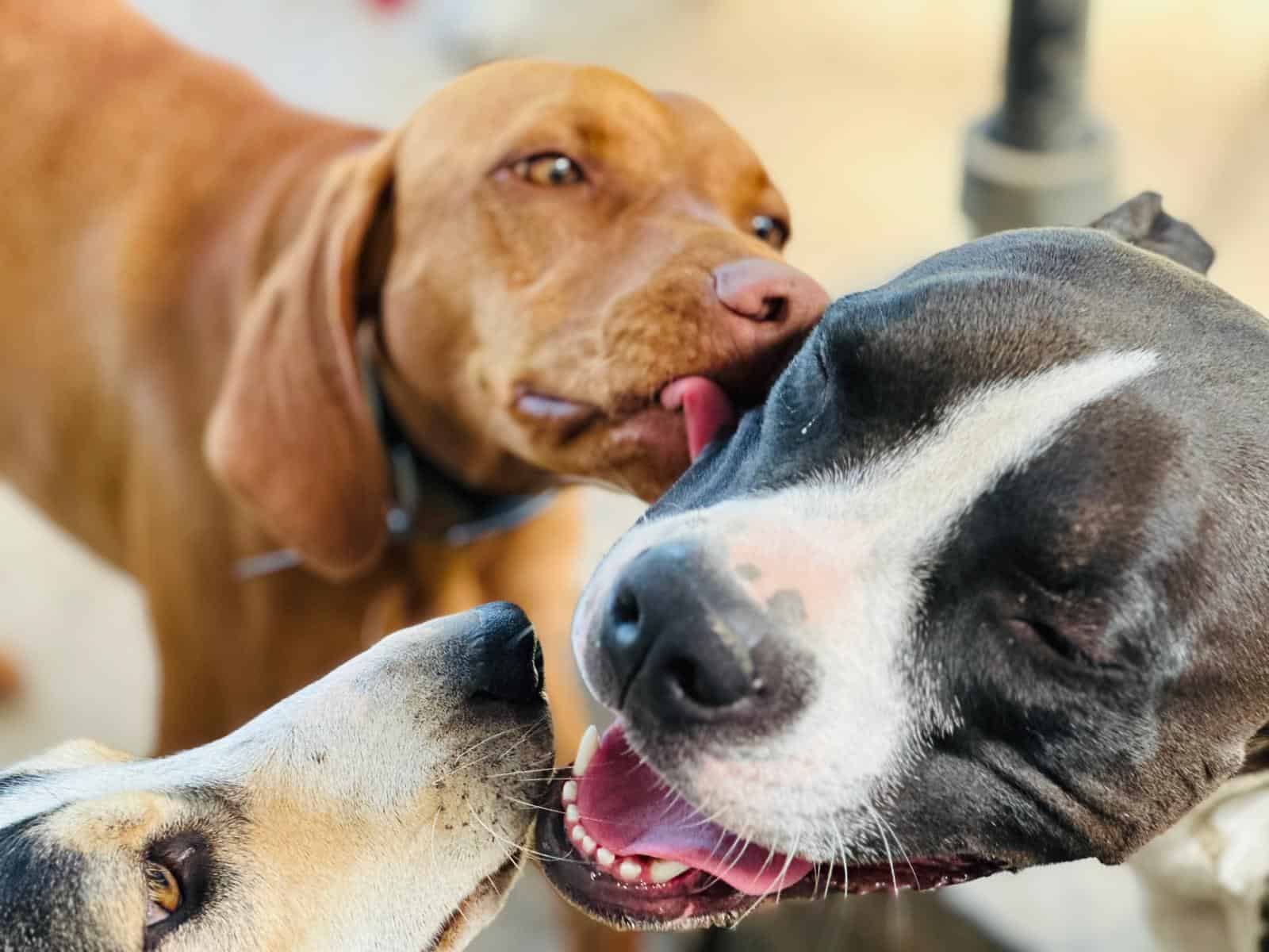 Hundebetreuung im Taunus