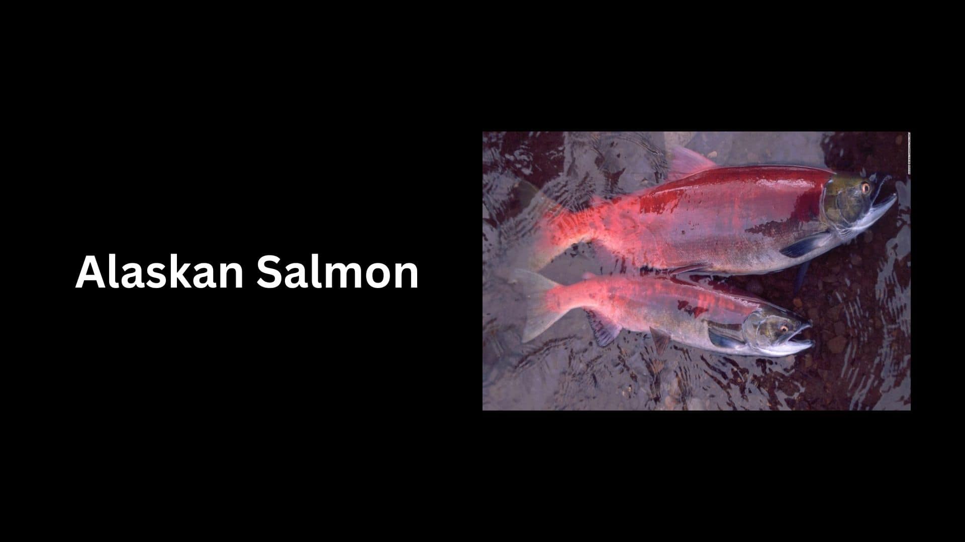 Alaskan Salmon