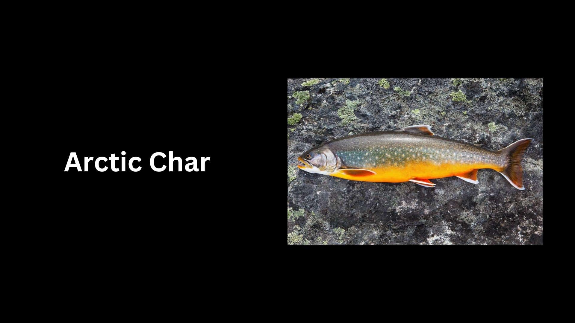 Arctic Char