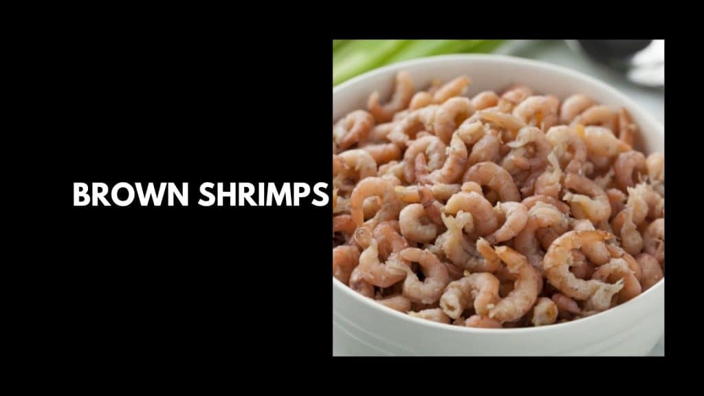 Brown-Shrimps