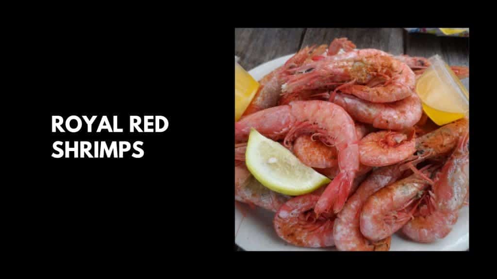 Royal-Red-Shrimps