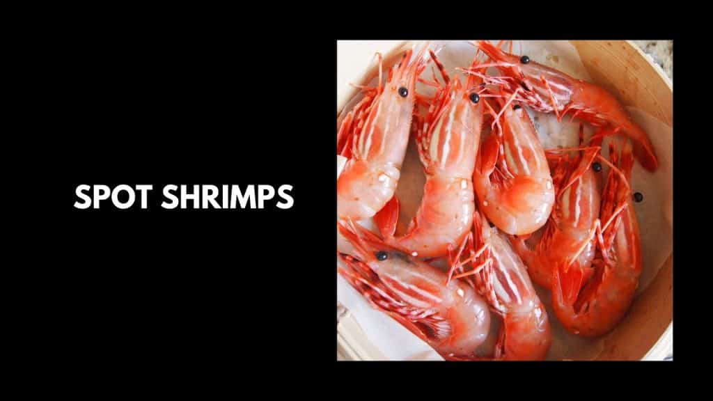 Spot-Shrimps