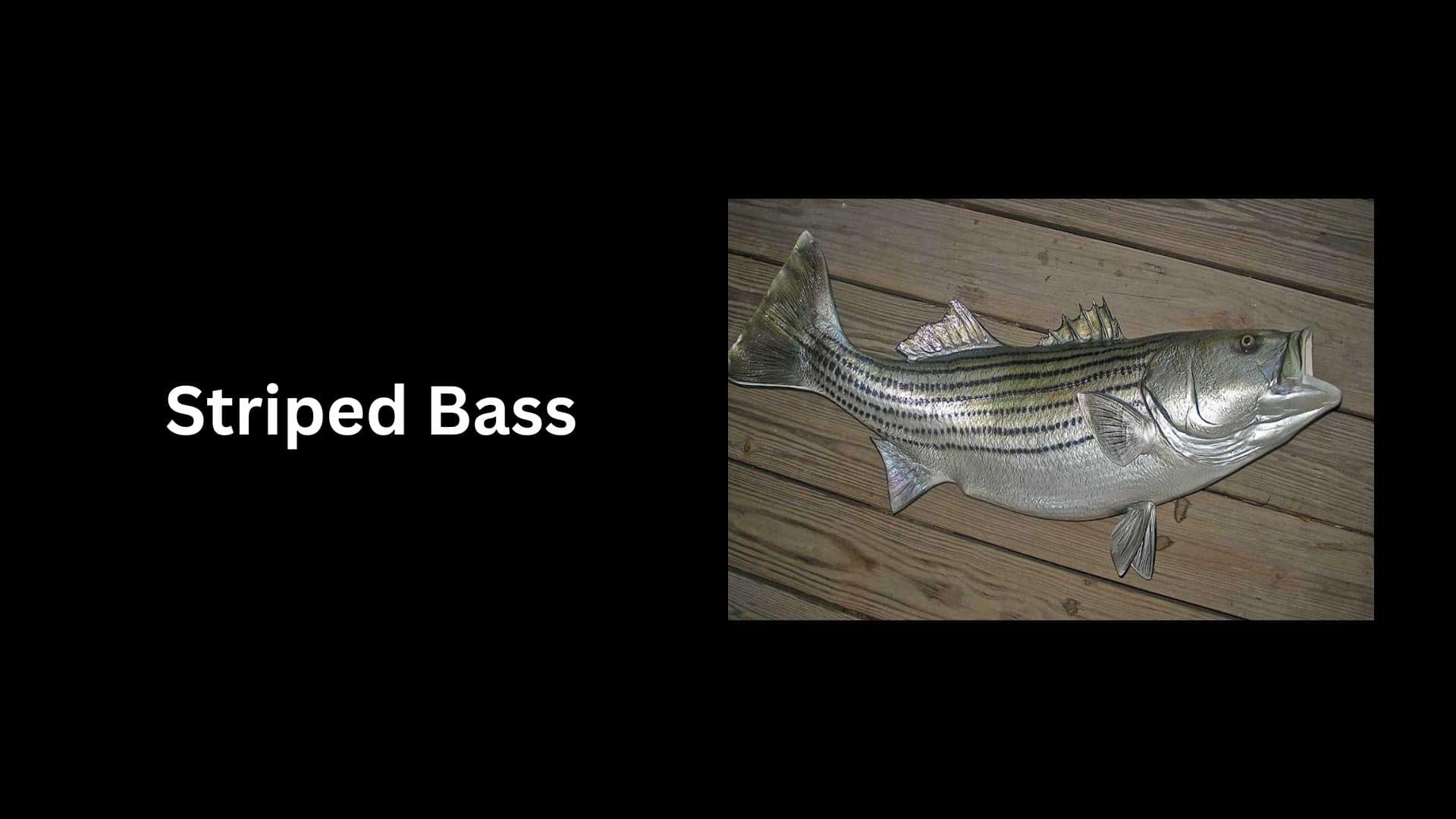 Striped Bass