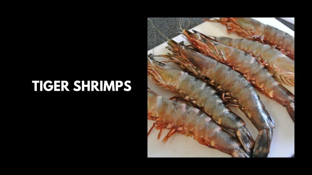 Tiger-Shrimps