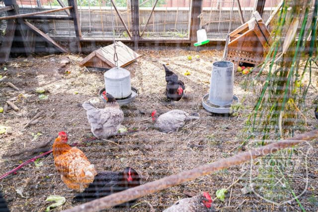 tagterrasse urban garden rooftop hønsehus location denmark scoutshonor 14