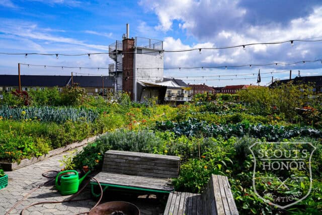 tagterrasse urban garden rooftop hønsehus location denmark scoutshonor 17