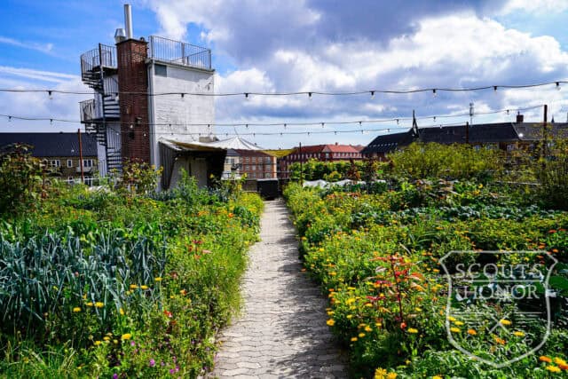 tagterrasse urban garden rooftop hønsehus location denmark scoutshonor 18