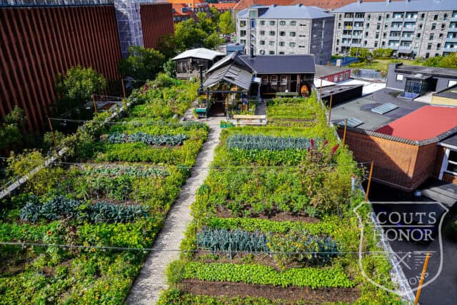 tagterrasse urban garden rooftop hønsehus location denmark scoutshonor 24