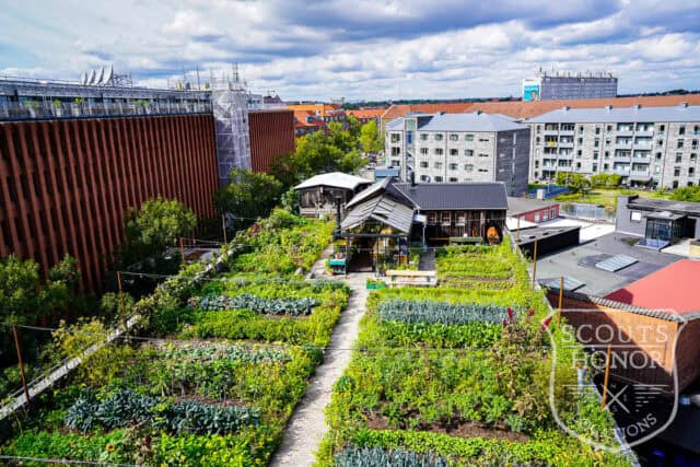 tagterrasse urban garden rooftop hønsehus location denmark scoutshonor 25