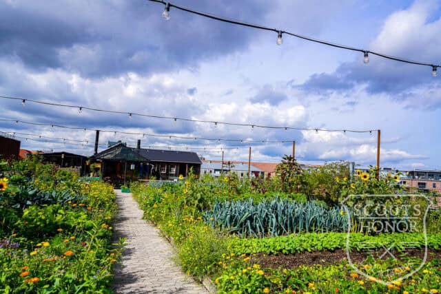 tagterrasse urban garden rooftop hønsehus location denmark scoutshonor 26