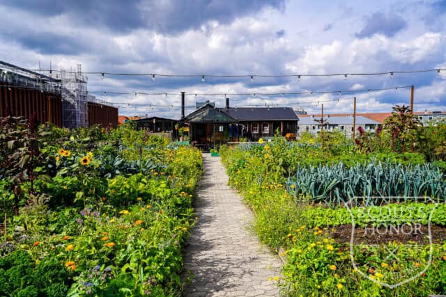 tagterrasse urban garden rooftop hønsehus location denmark scoutshonor 28