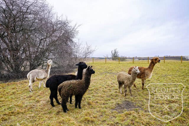 landsted kokkedal alpaca farm interiør location denmark scoutshonor 032