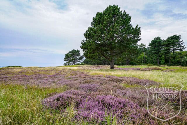 sommerhus 1. række natur privat strand pool location denmark scoutshonor 03