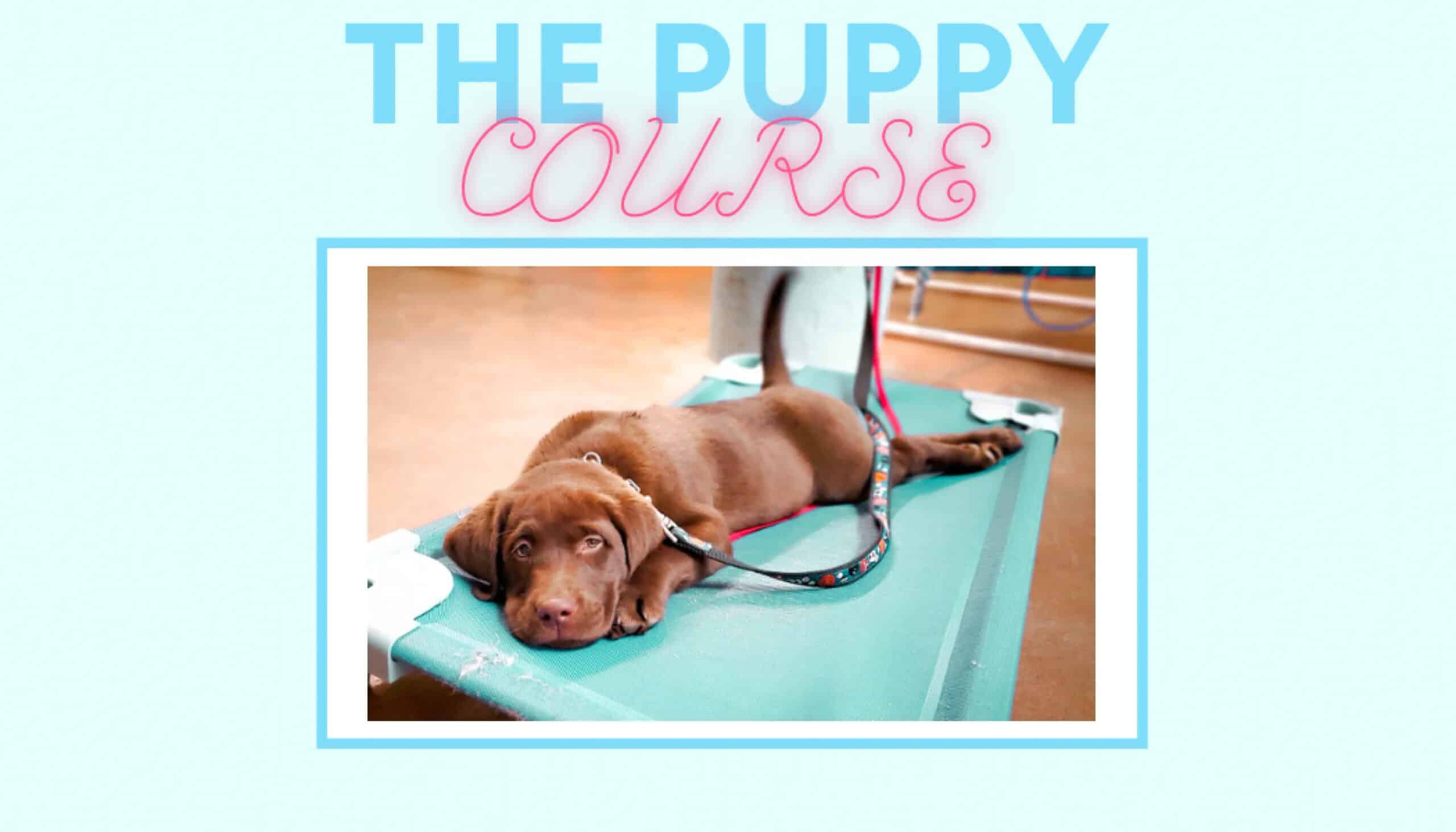 A brown puppy lies on a raised dog bed with a leash attached. The text 