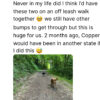 Two dogs walking off-leash on a forest trail. The caption above expresses surprise and progress in their behavior.