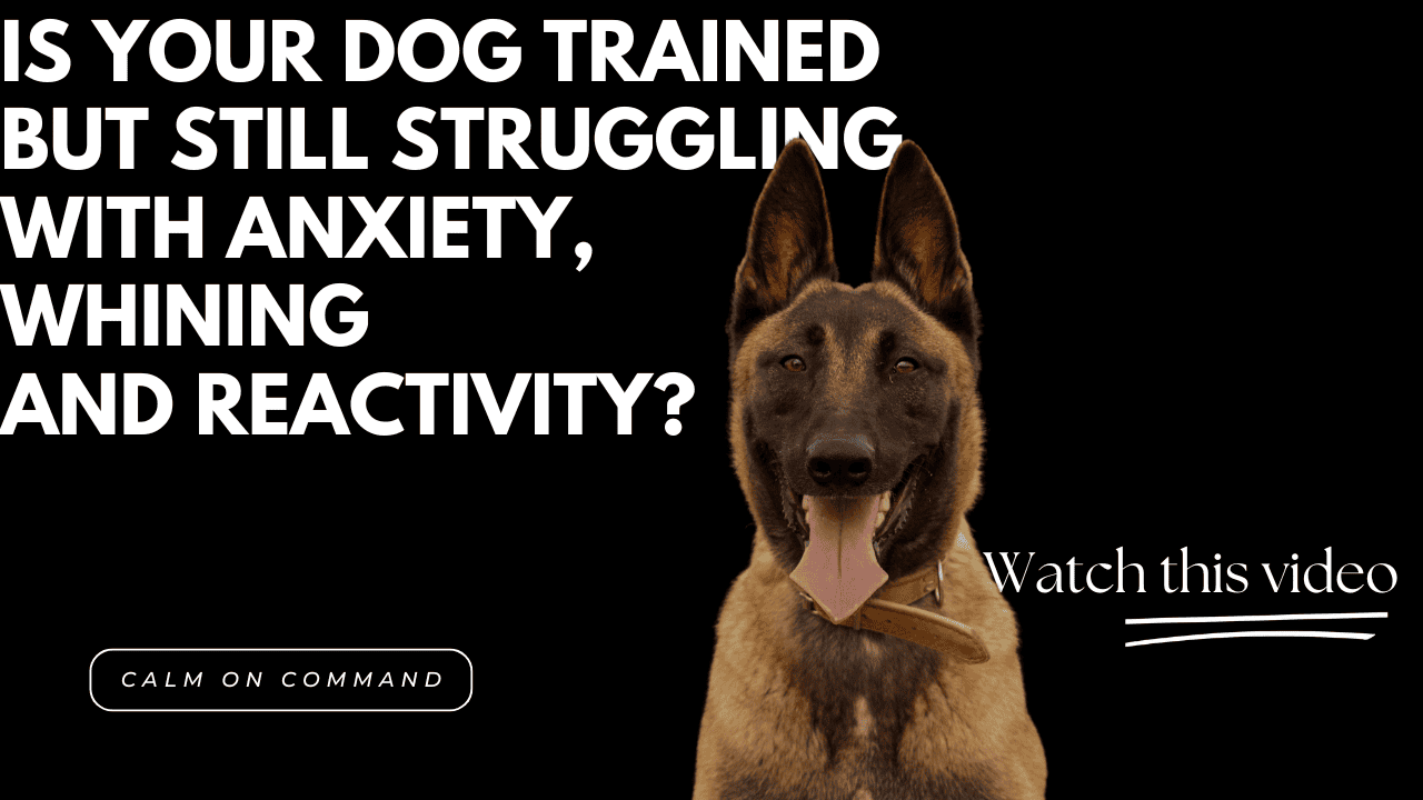 A German Shepherd with the text: