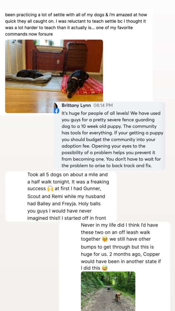 Five dogs lie down on blankets in a room. There are screenshots of social media posts discussing dog training experiences and the success of training multiple dogs to follow commands. Five dogs lie down on blankets in a room. There are screenshots of social media posts discussing dog training experiences and the success of training multiple dogs to follow commands.