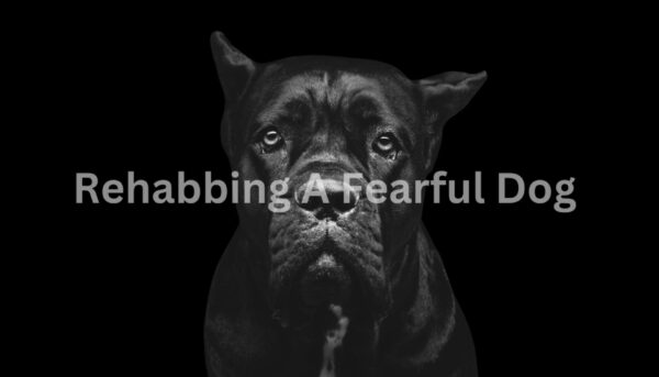 A black and white image of a Cane Corso dog staring at the camera with the product name "Rehabbing a Fearful Dog" overlaid.