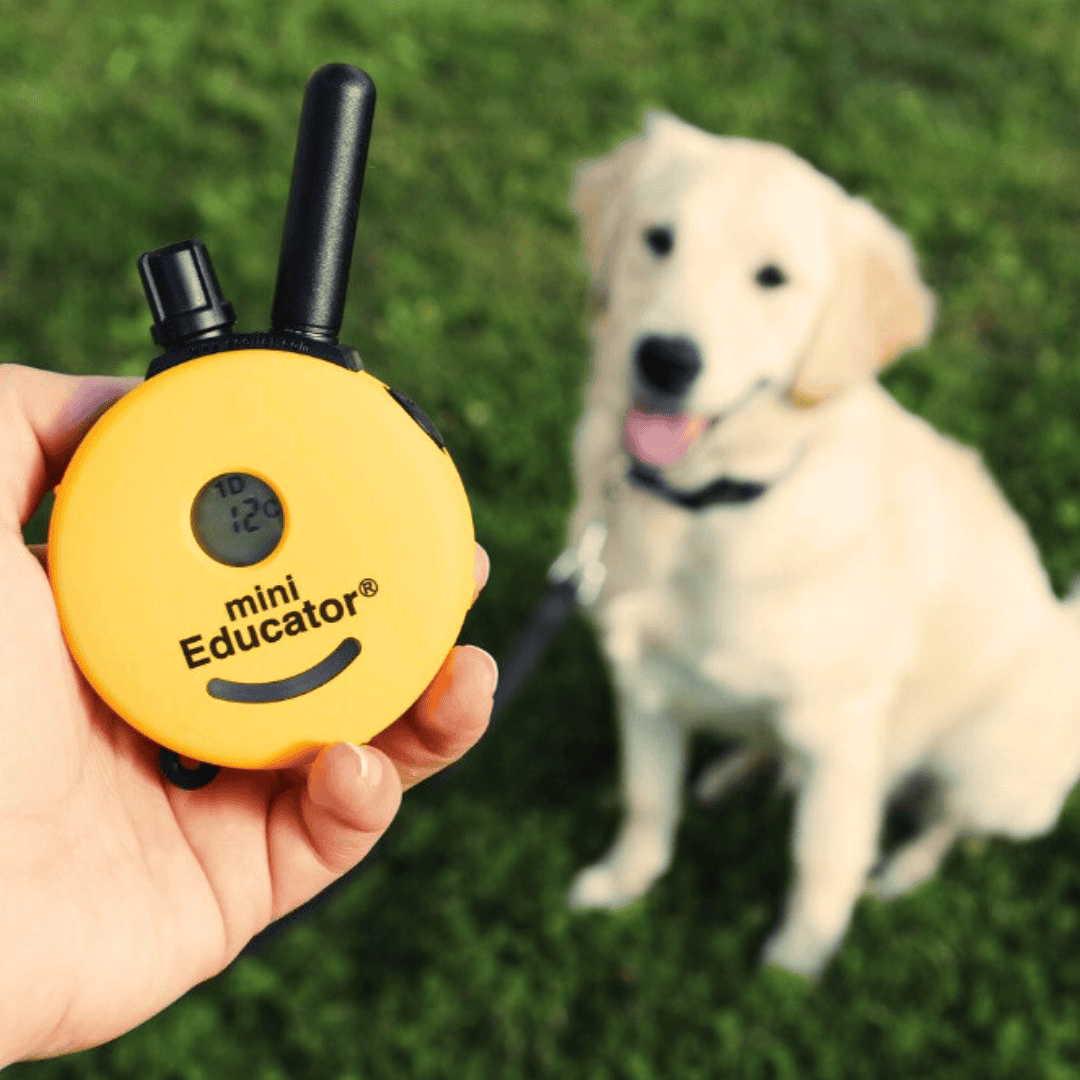 A person holds a yellow mini educator remote as Jeff and Joelle’s golden retriever puppy sits in the background on grass during Live Training.