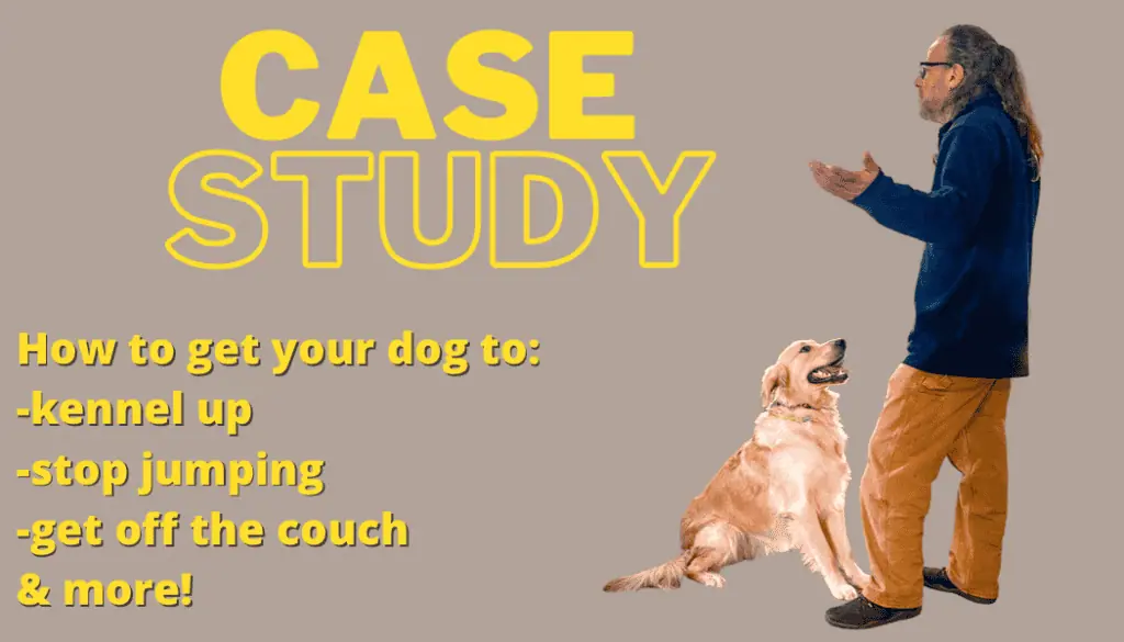 Man gestures while standing beside a sitting Golden Retriever. Text: "CASE STUDY: Bootcamp for your dog—how to get them to kennel up, stop jumping, get off the couch & more!".