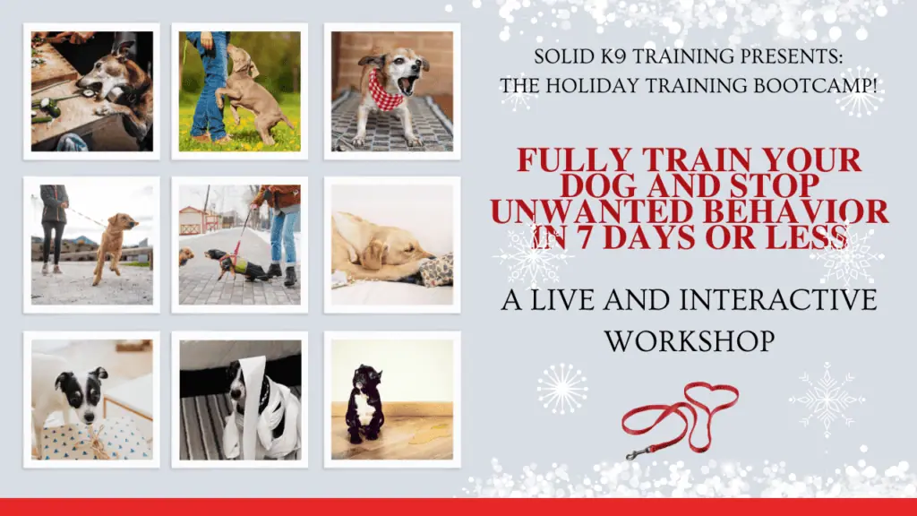 Collage featuring dogs at a training workshop with a festive, holiday-themed design. Join our live interactive bootcamp to stop unwanted behavior in dogs within a week!