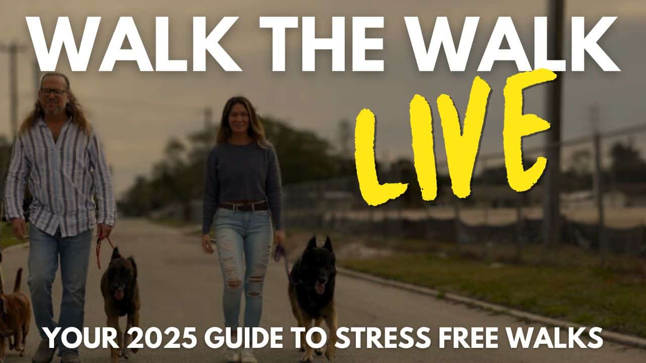 Two people walking dogs on a path, with the text Two people walking dogs on a path, with the text