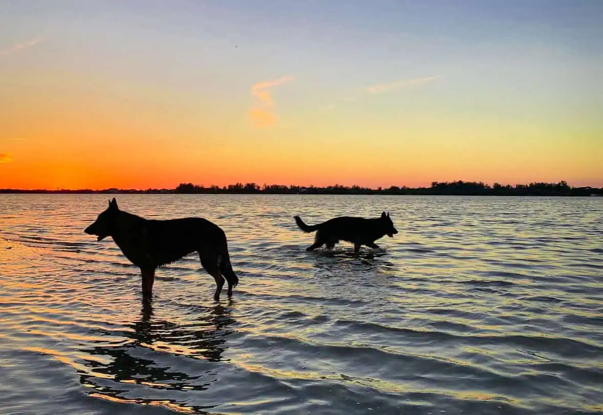 Two dogs wade through shallow water during a vibrant sunset, with the horizon line and silhouetted trees in the background.