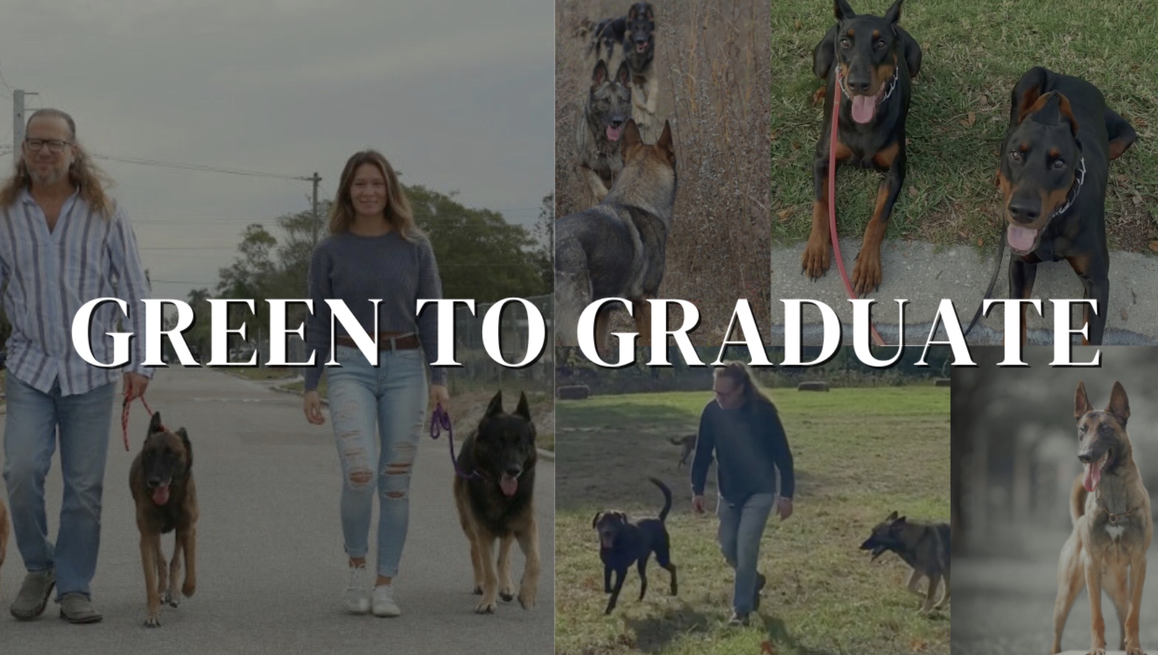 A man and a woman walk fully trained German Shepherds, with additional images of German Shepherds and Belgian Malinois dogs on grass and pavement; text reads