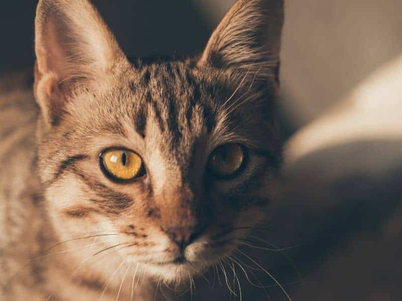 Do Mothballs Keep Cats Away? (Yes, But Don't Use Them!)