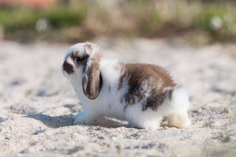 Are Sandboxes Safe For Rabbits? What To Do & What Not To Do