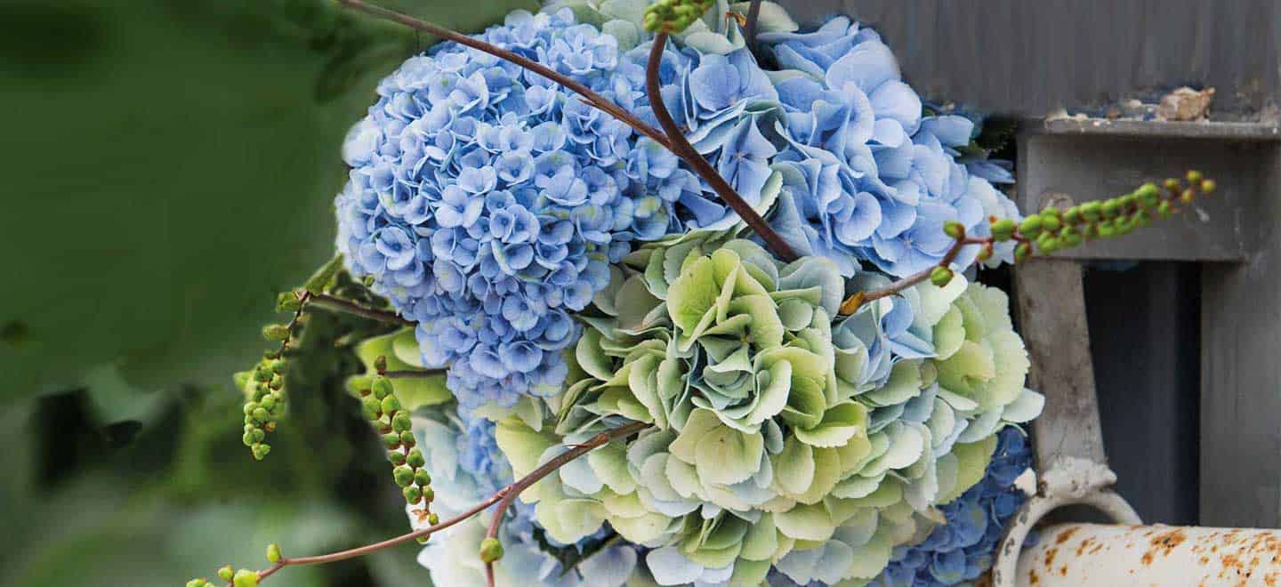 1440Blue Bouquet By Image Copyright Hydrangea World 2 - How To Create The Perfect Diy Hydrangea Wedding Bouquet Tutorial Gay Wedding Guide