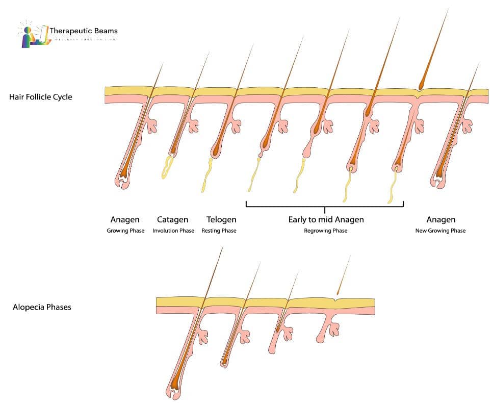 Normal hair growth cycle vs alopecia hair growth cycle
