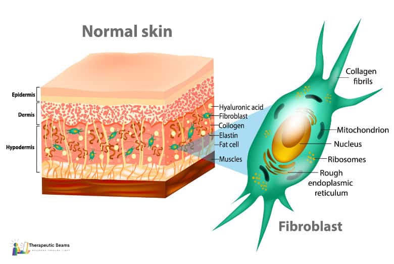 Illustration of normal skin structure and fibroblast cell