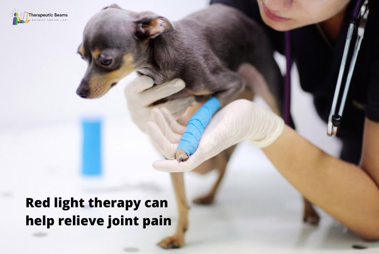 Veterinarian administering red light therapy on dog's leg