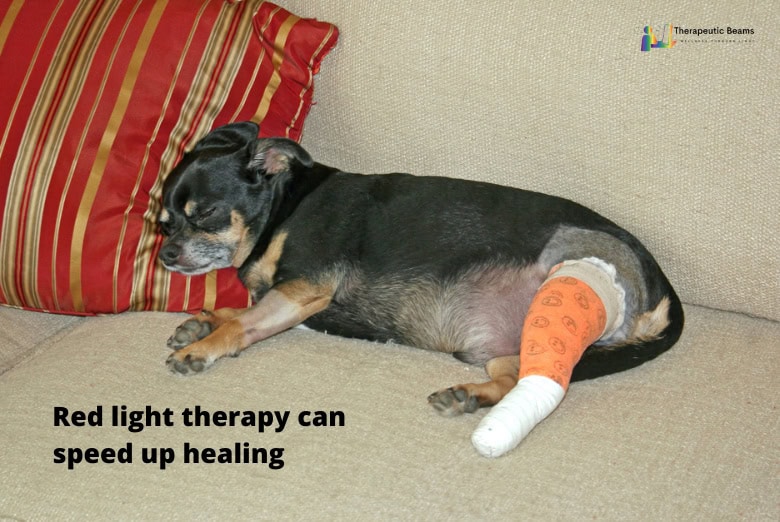 Dog with cast resting on couch