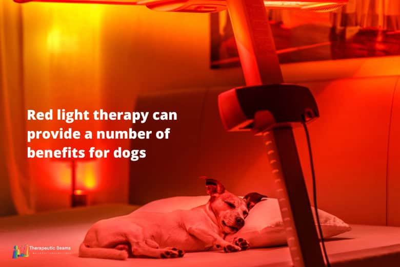 Dog receiving red light therapy for wellness