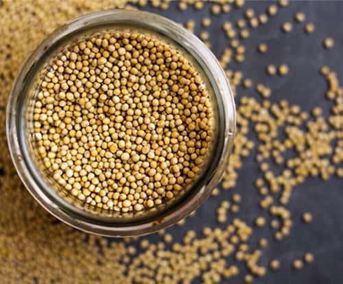 J594-Kitchen-secrets-assets-500x415px-Mustard-1