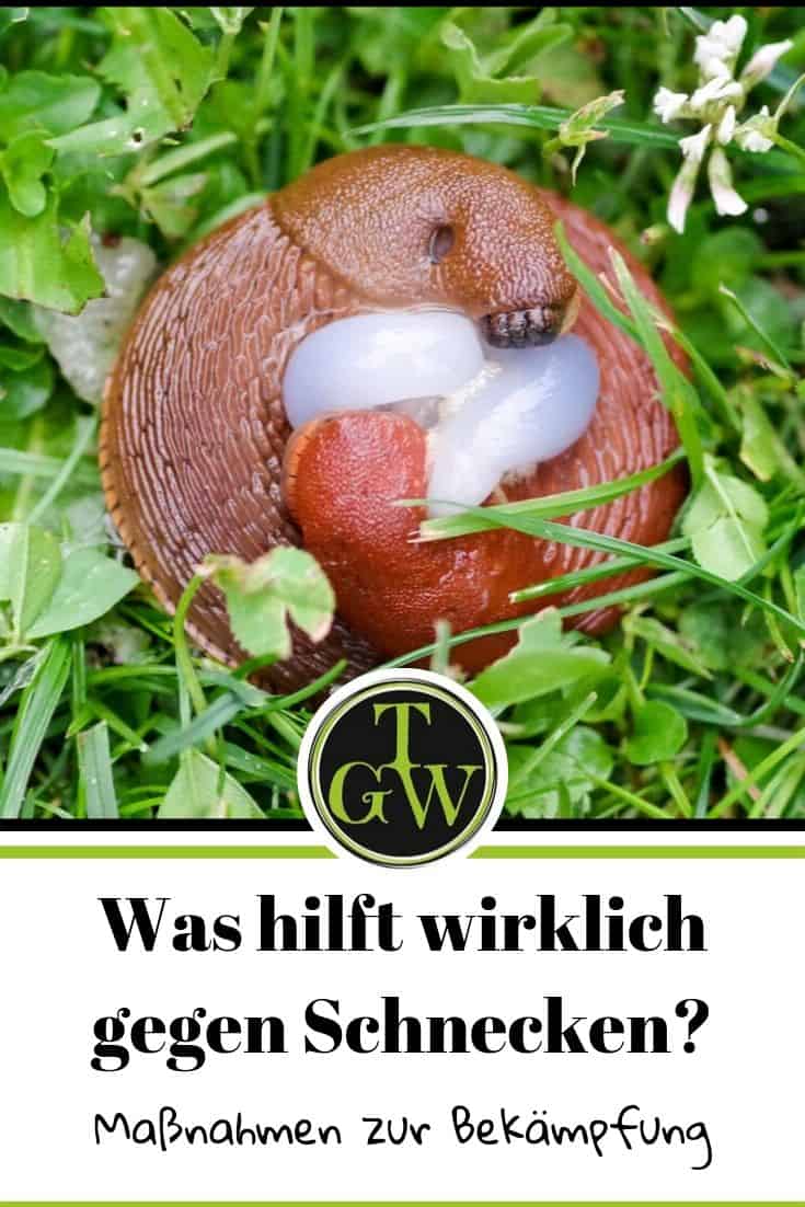 Was hilft wirklich gegen Schnecken - Pinterest - Gartenblog Topfgartenwelt