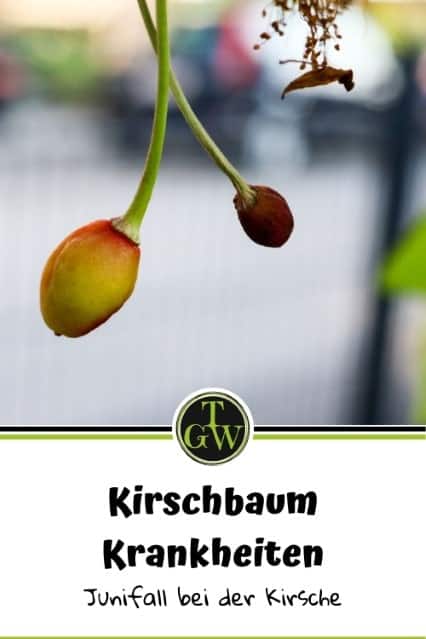 Junifall Kirschbaum - Krankheiten - Pinterest - Gartenblog Topfgartenwelt