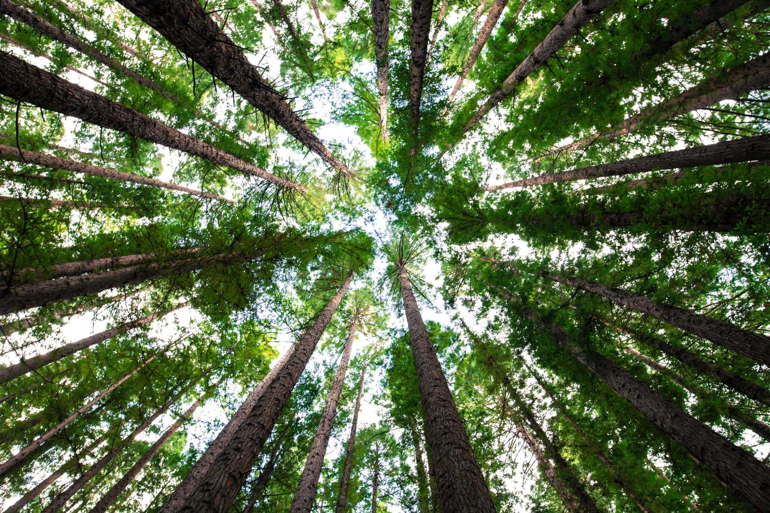 Lush green trees in a forest, representing renewable energy and sustainable resources in the U.S. energy sector.