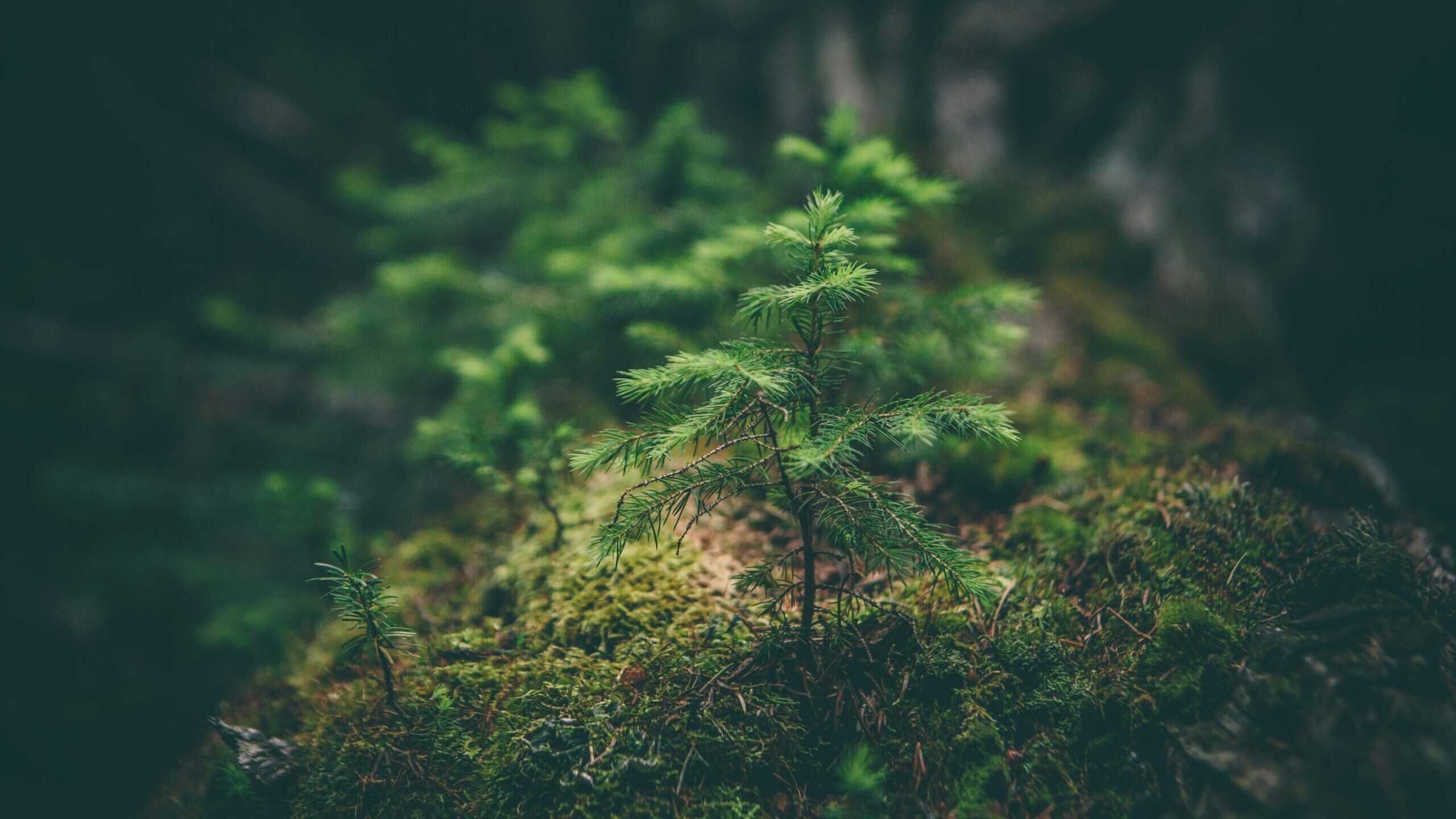 Small evergreen tree thriving in a green, mossy environment