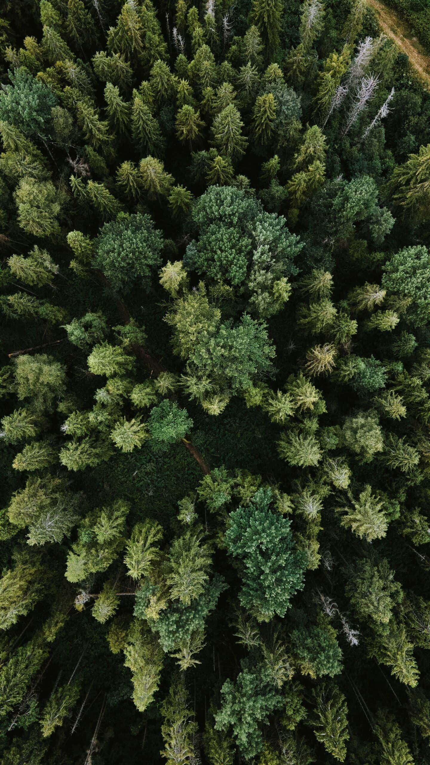 Ariel view of a forest of colorful evergreen trees