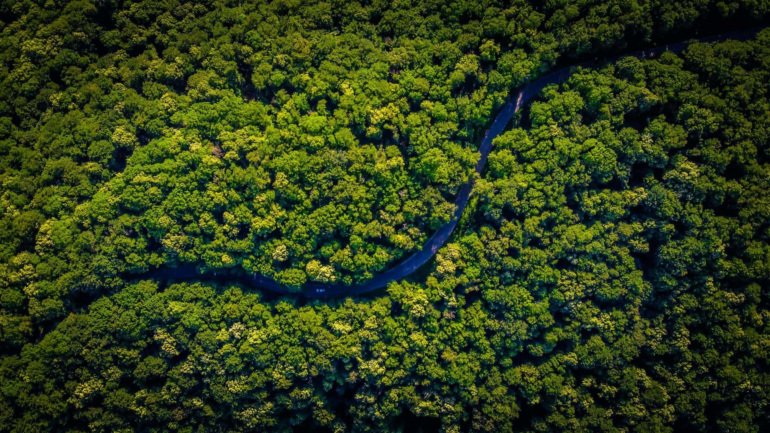 Winding road through a green forest