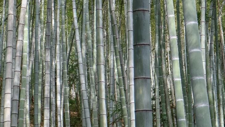 ist Bambus nachhaltig? Bambus-Viskose oder Merinowolle