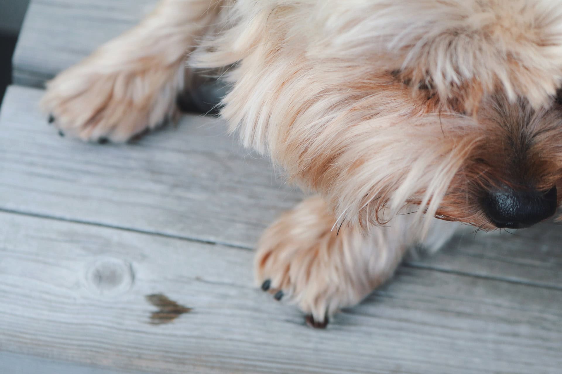 How To Cut Yorkie Nails StepbyStep Guide